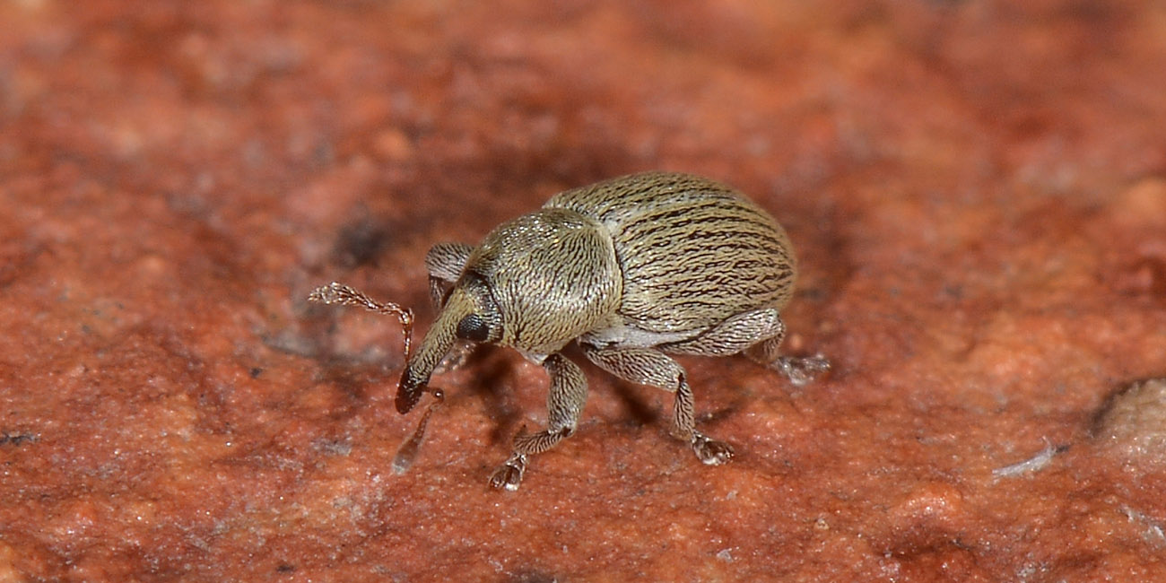 Curculionidae: Tychius aureolus? No, Tychius stephensi, maschio